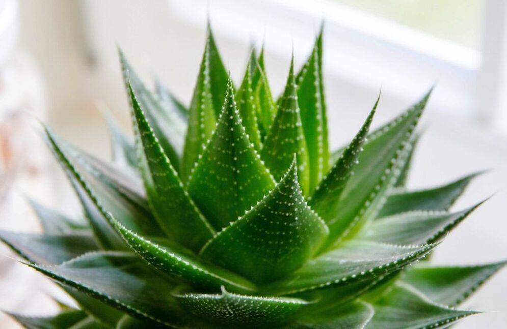 Aloe vera to increase penis size