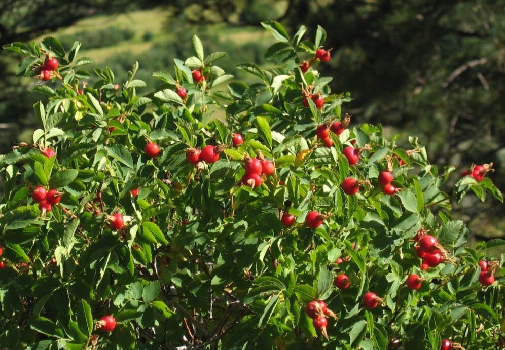Rosehip to increase penis size