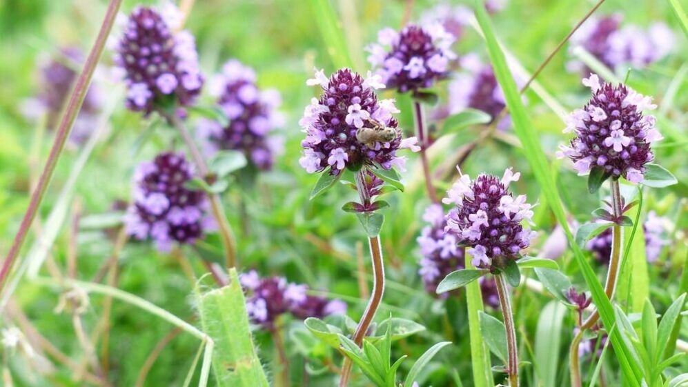 Thyme herb to increase penis size